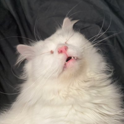 fedoraxyz tweet media