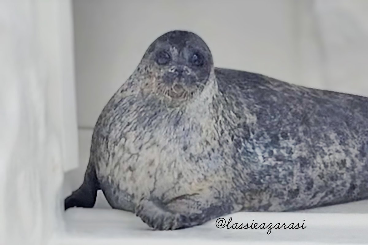 ラッシー lassie🦭 tweet media