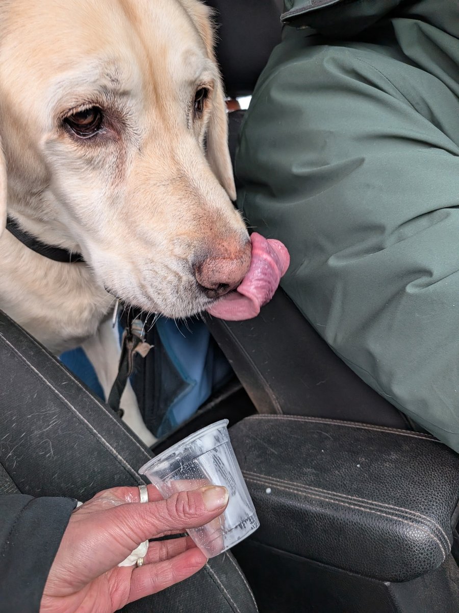 Ed the Yellow Labrador 🇨🇦🍁 tweet media