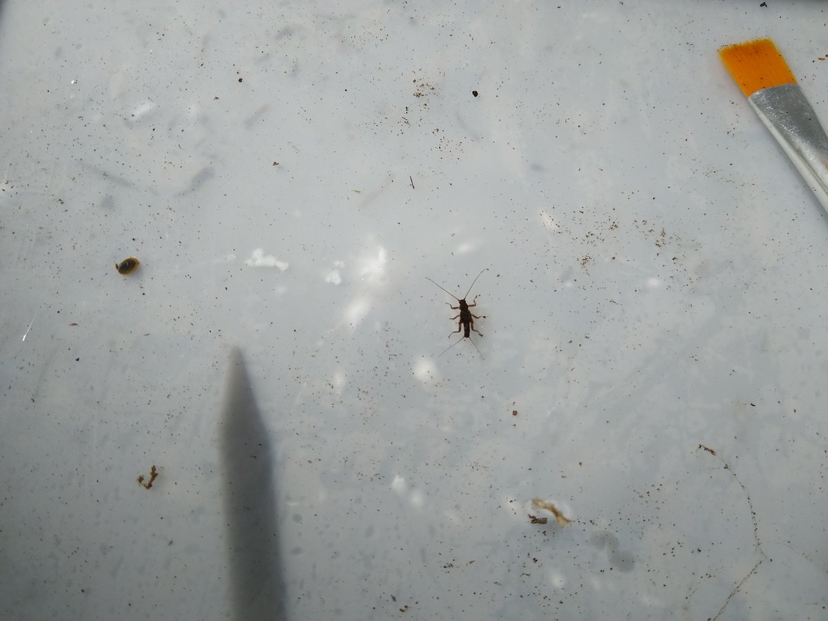 CdA Valls d'Àneu tweet media