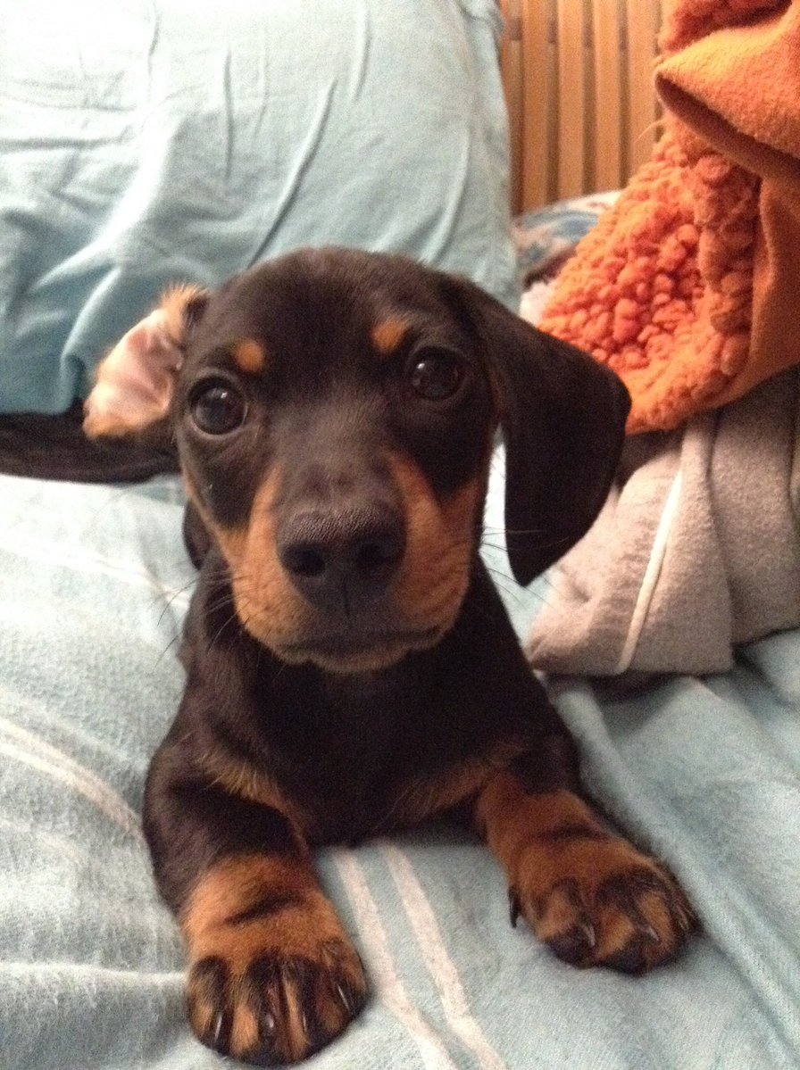 Karls (legally baby) tweet media