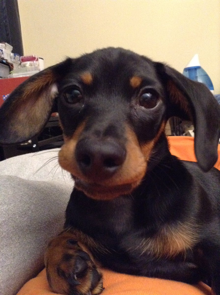 Karls (legally baby) tweet media