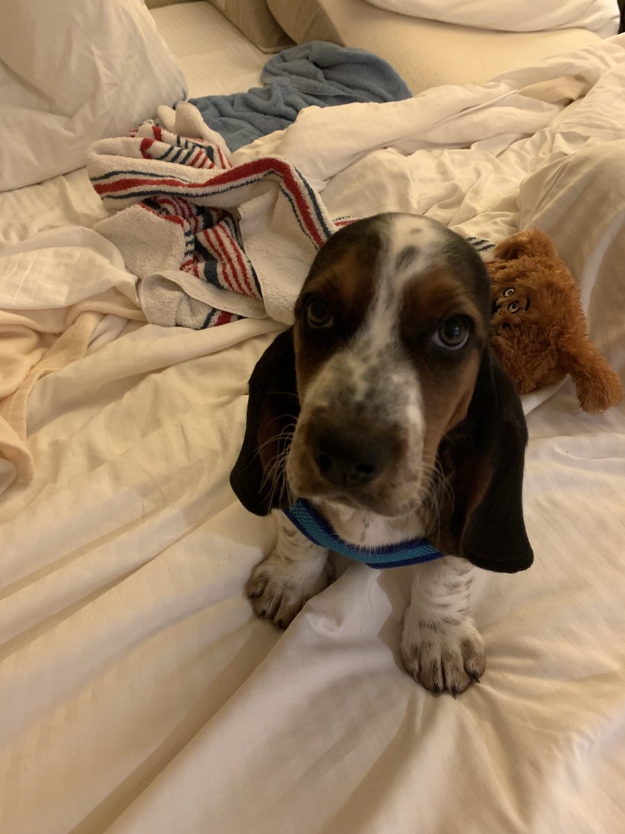 Karls (legally baby) tweet media