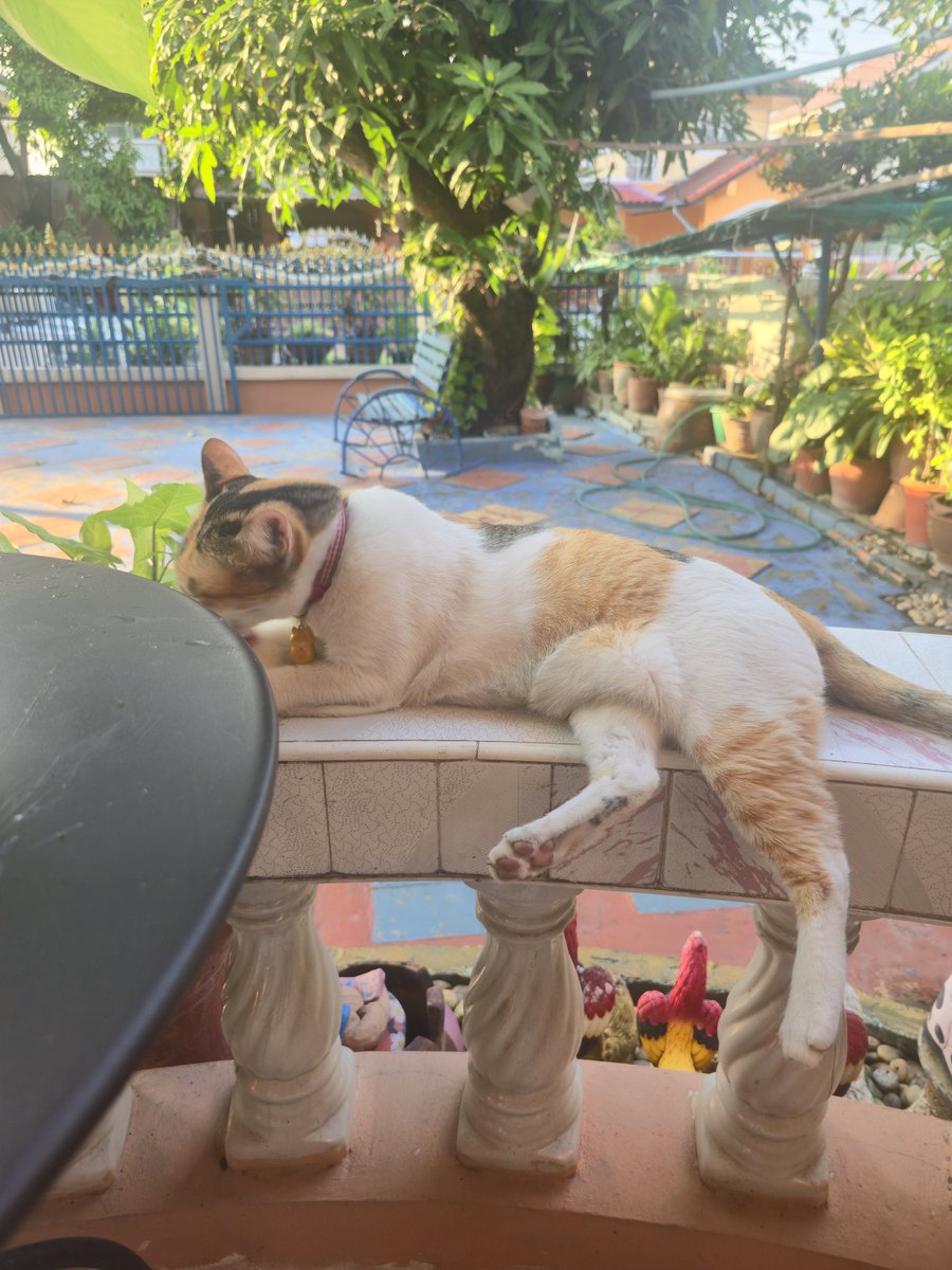 Seoul Cafe 서울 카페 🇰🇷 ติ่งนักเต้น tweet media