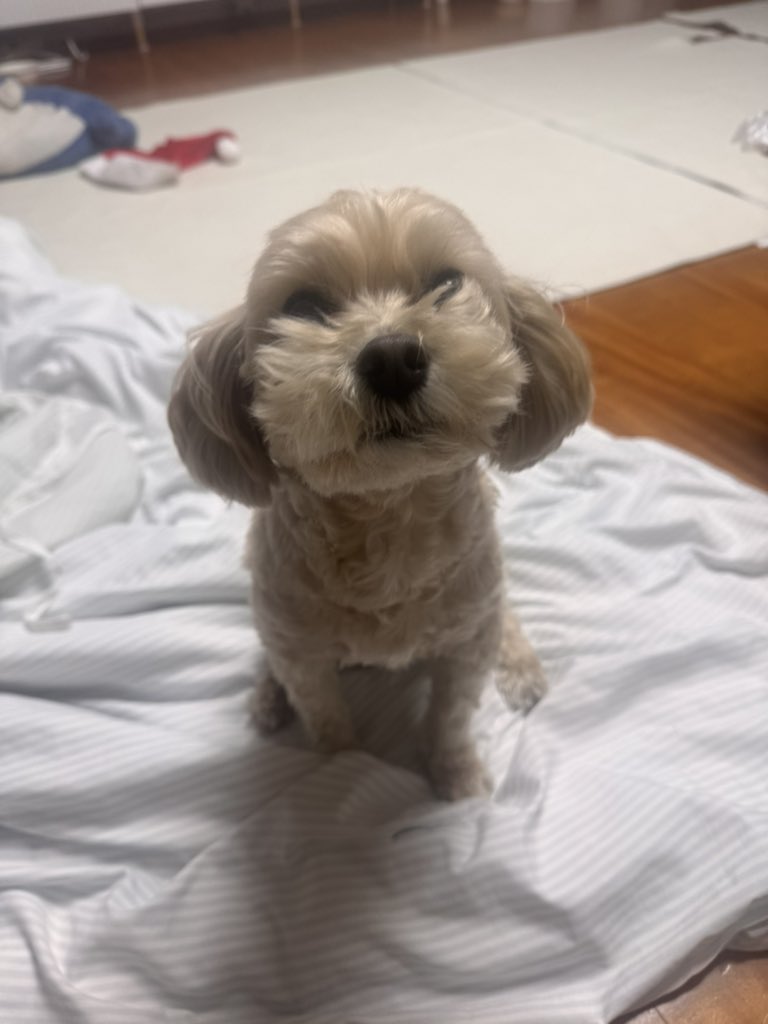 마멜(이) tweet media