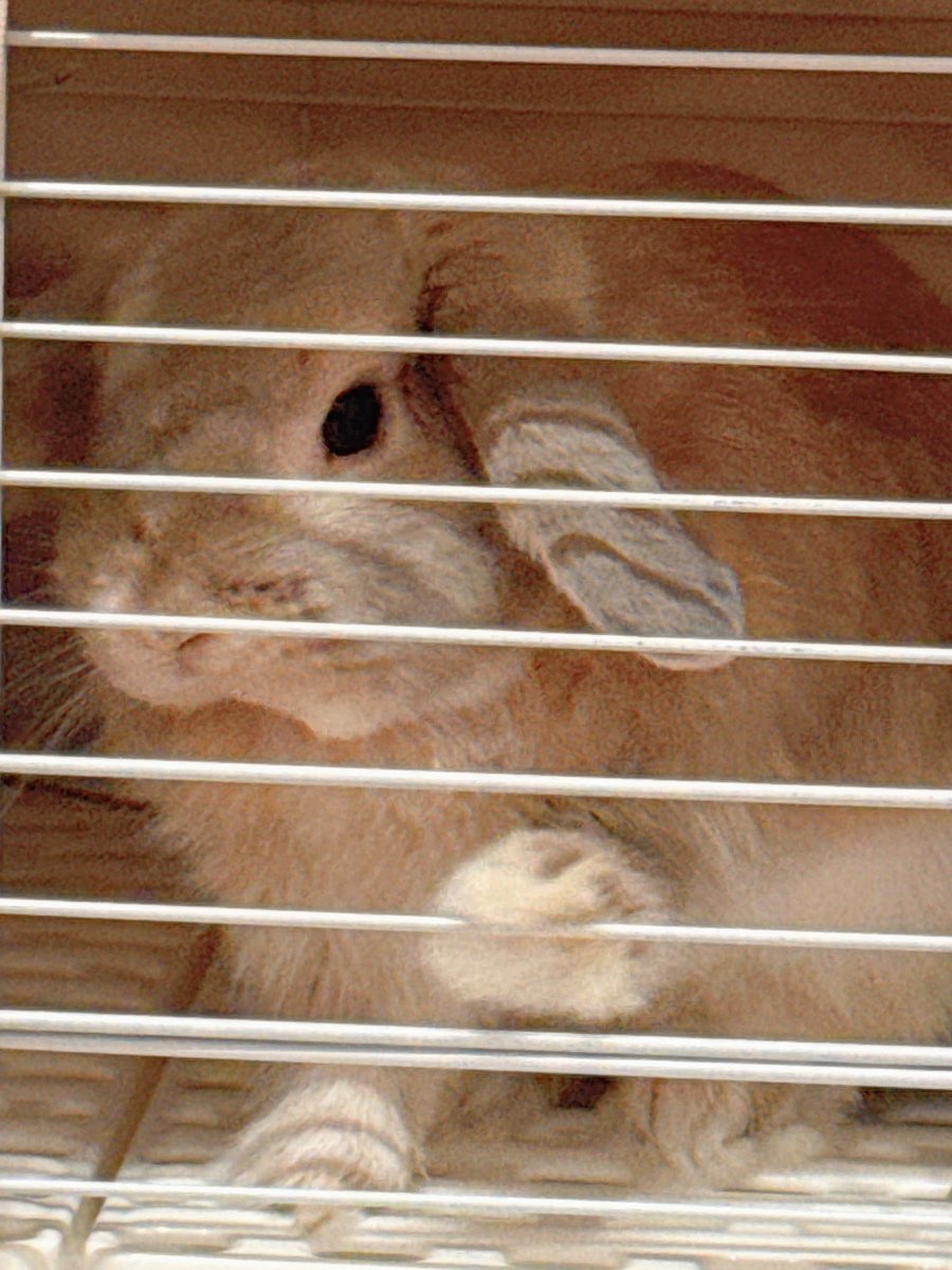 おいしいプリン tweet media