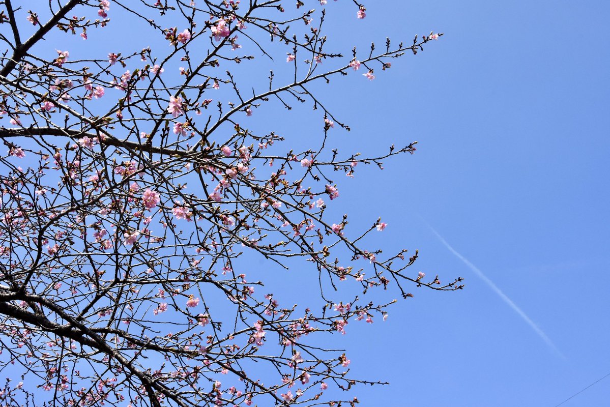 大子町 tweet media