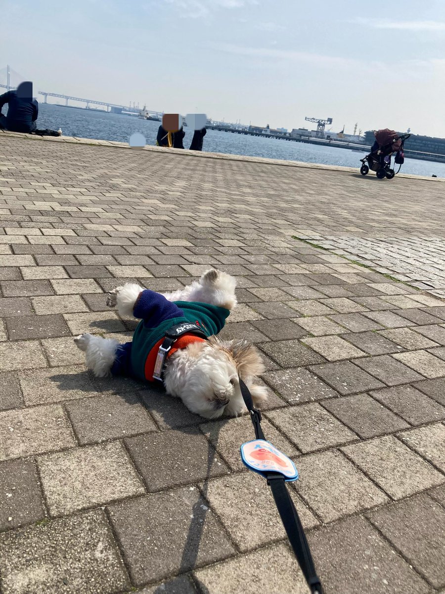 ほまいぬ tweet media