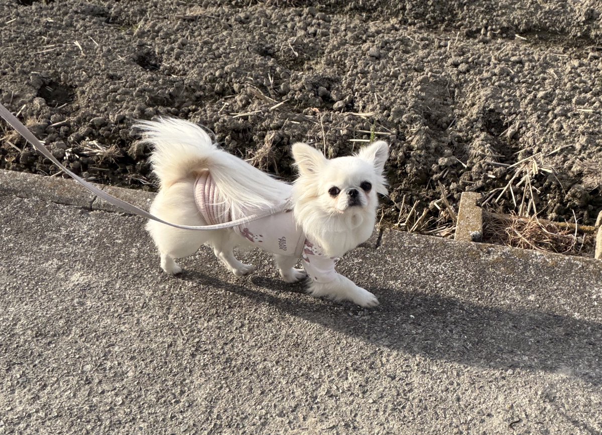 鼻ぺちゃこあちゃん tweet media