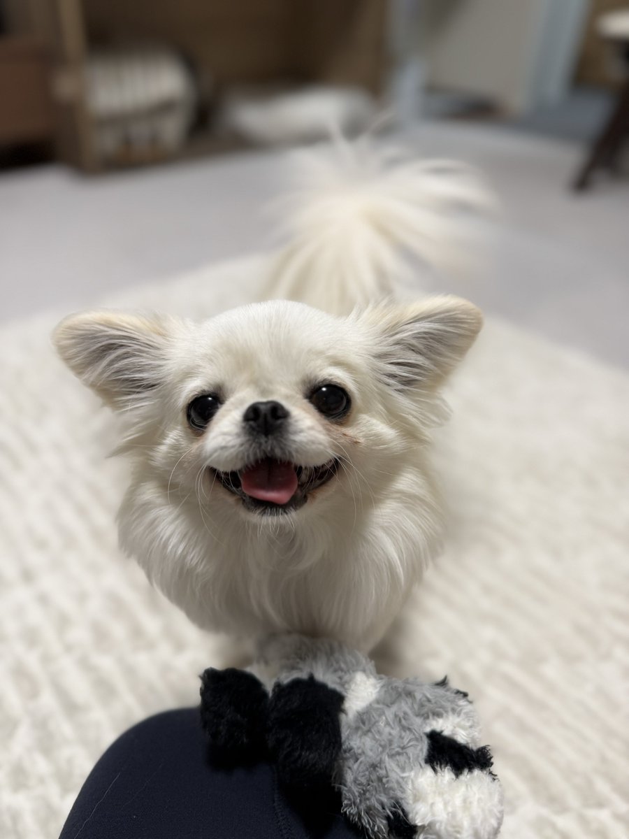 鼻ぺちゃこあちゃん tweet media