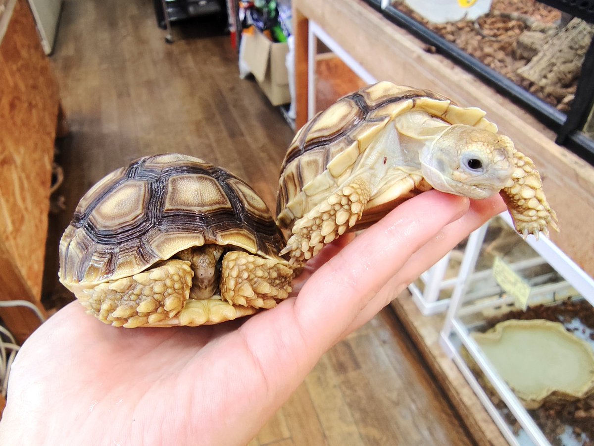 SAURIA守口店 tweet media