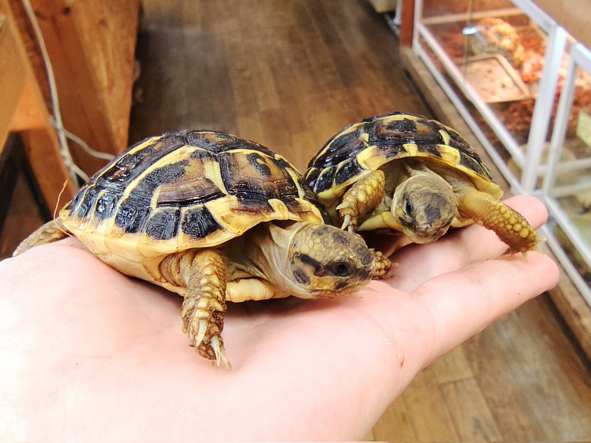 SAURIA守口店 tweet media