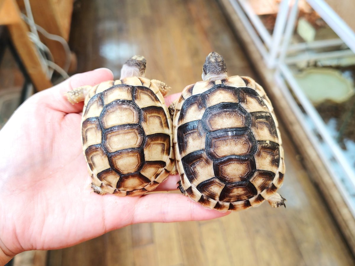 SAURIA守口店 tweet media