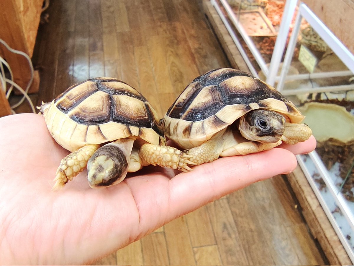 SAURIA守口店 tweet media