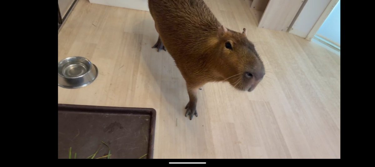 空音(たかね)🎀*カピバラマロン親衛隊🌰 tweet media