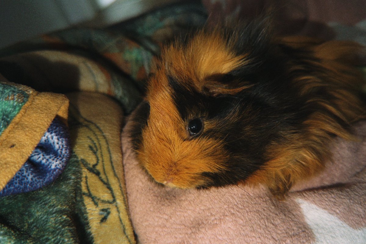 Laura Stacey Fan ✶ tweet media