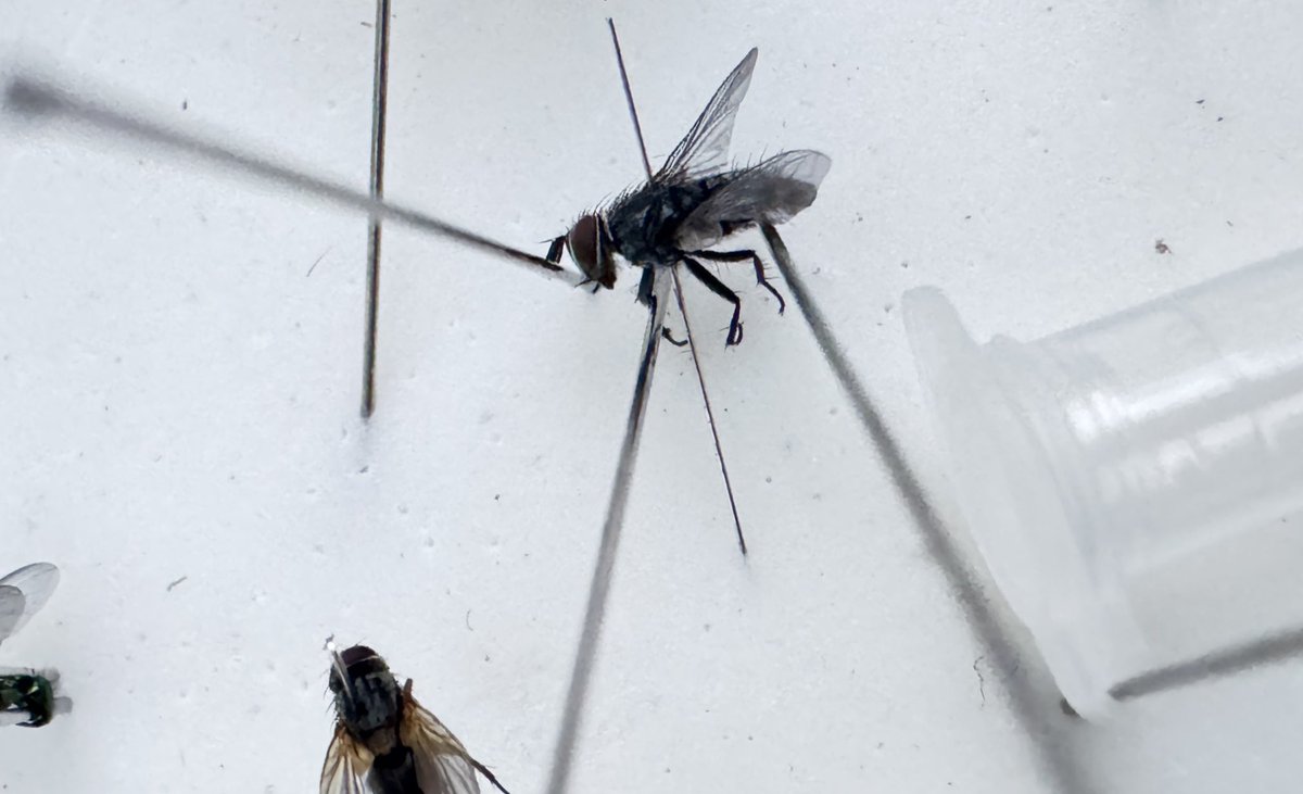 Pseudoperichaetaさん！
本州にもいる属だけど、自分は初めて見た！
黒くて地味でたった5mmほどだが、捕まえた瞬間にスードペリケータのオーラが感じられた。
手前に写っているのはHapalioloemus。