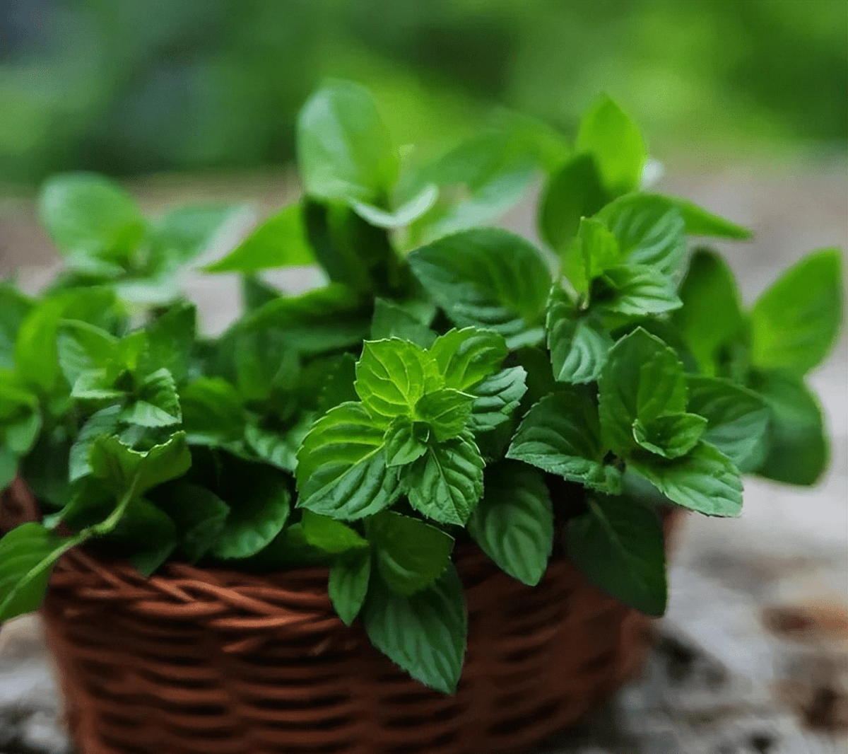 V3N0mXIII tweet media