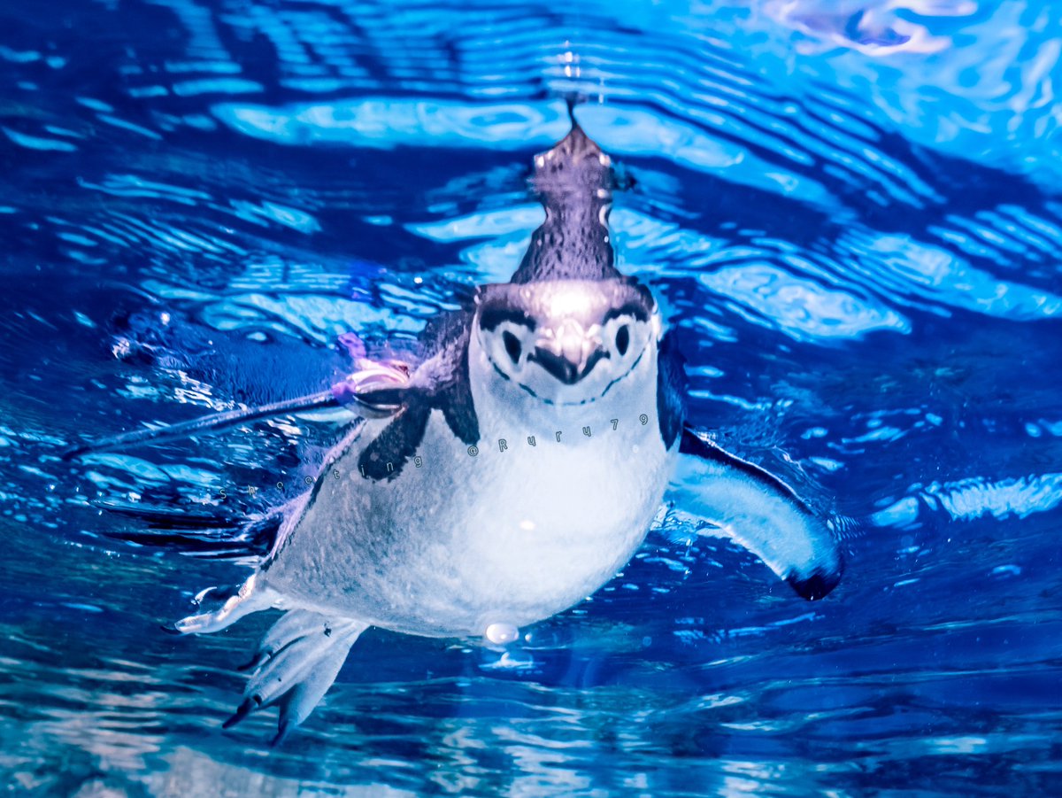 るるなっく tweet media