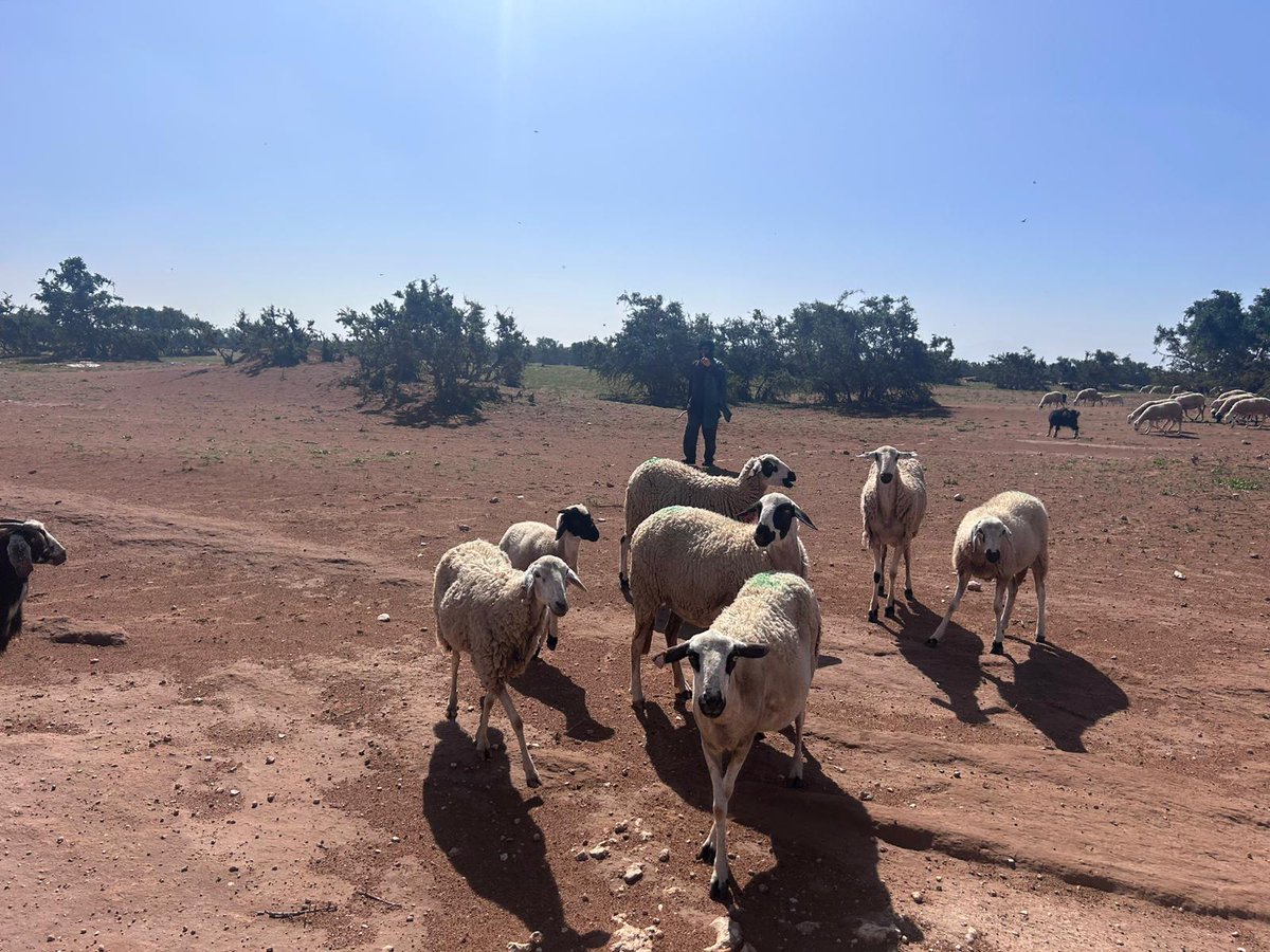 Rallye Du Maroc tweet media