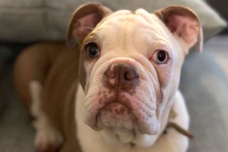 Not a Pinko tweet media