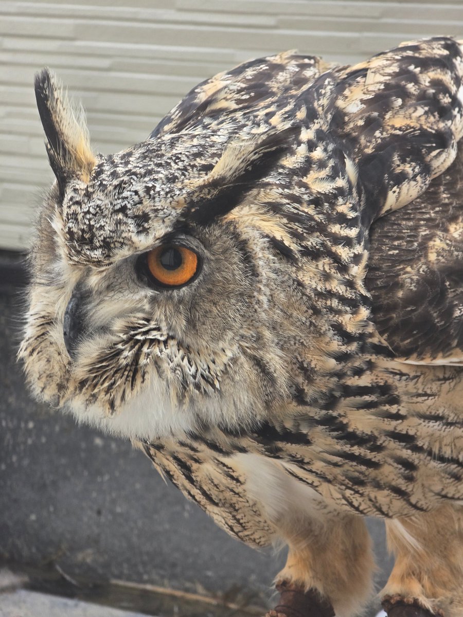 オオトリ🦉🦉 tweet media