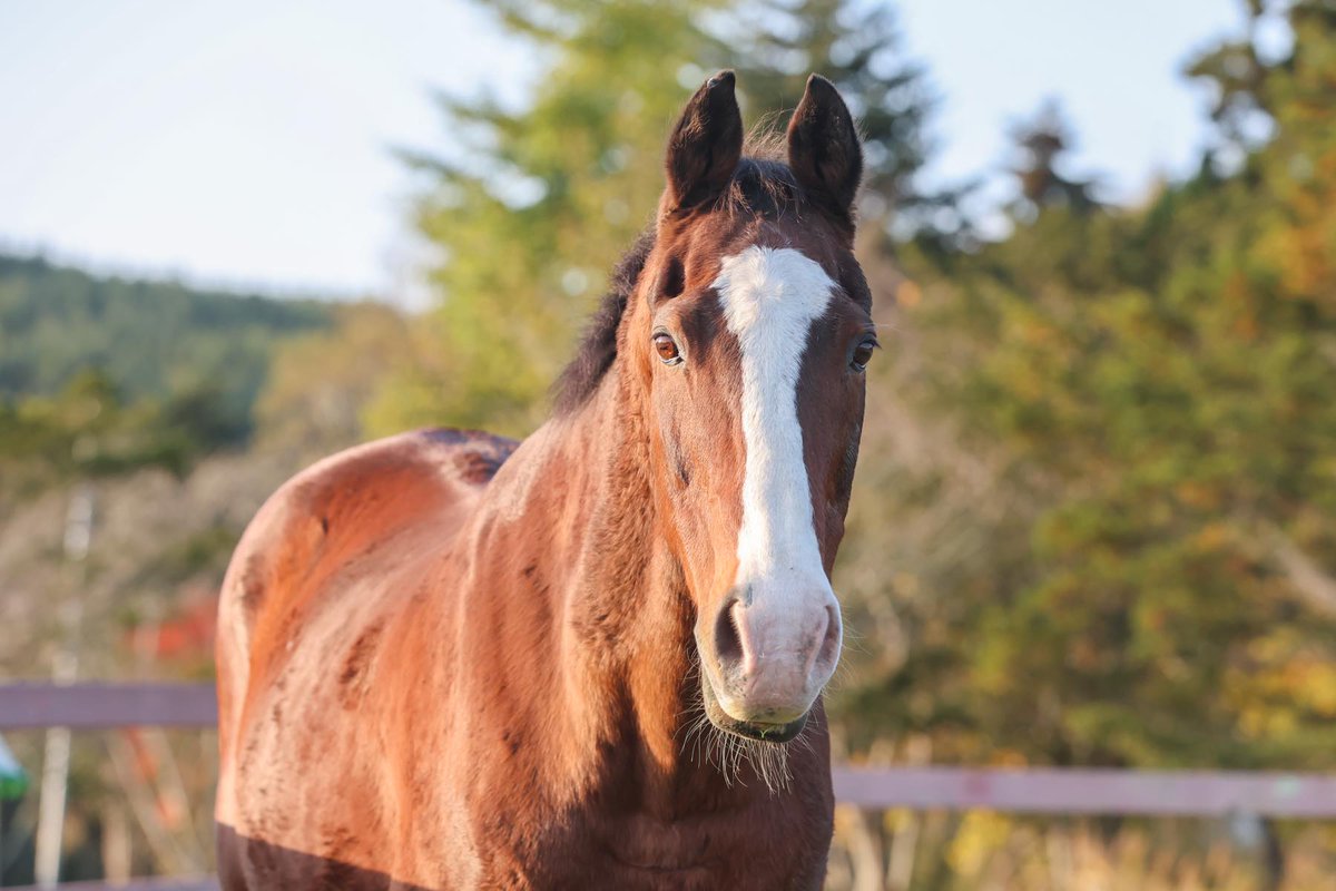 認定NPO法人引退馬協会／The Retired Horse Association tweet media