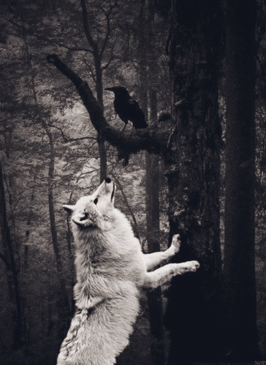 SIGÚLFRØD. tweet media