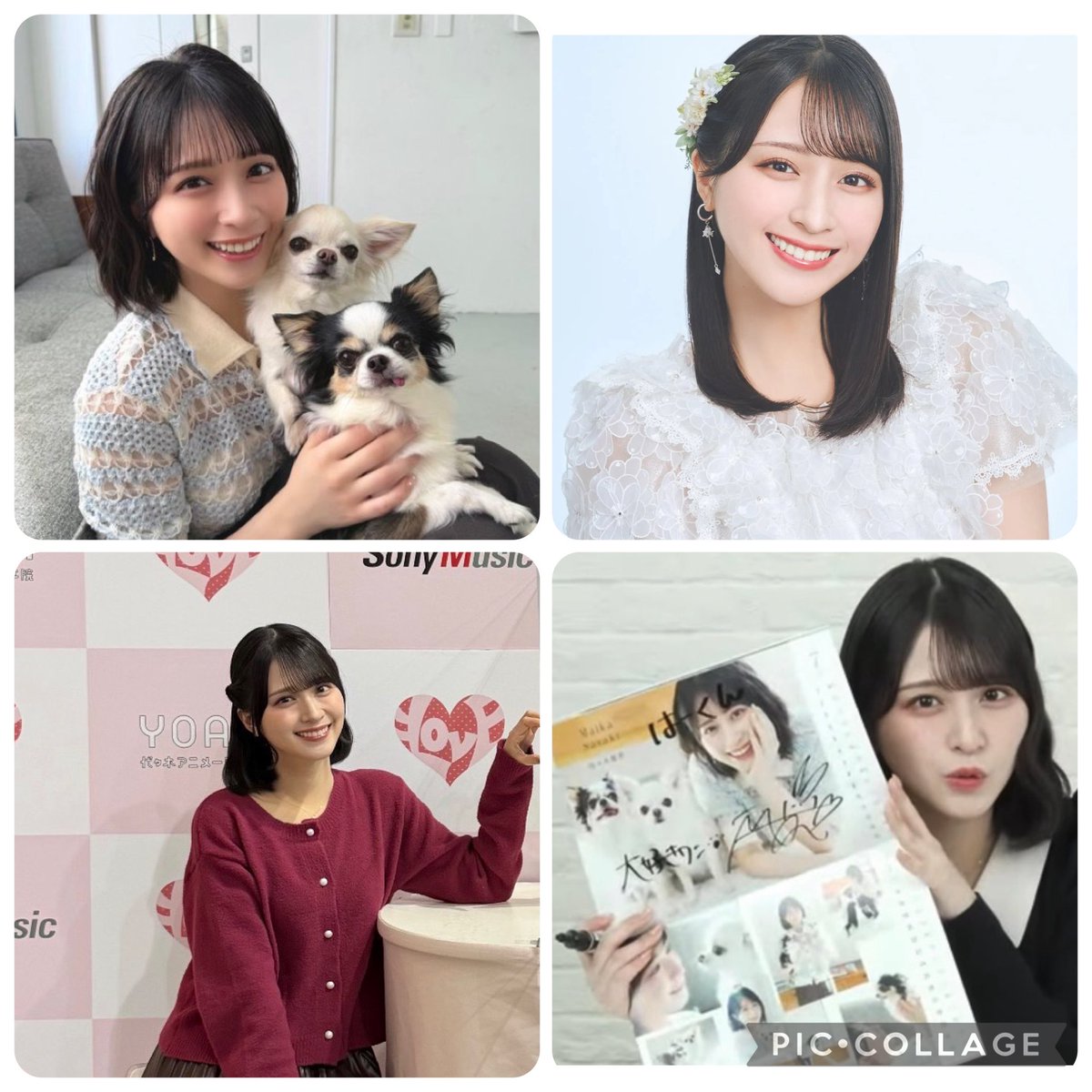 ハチマキのはーくん tweet media