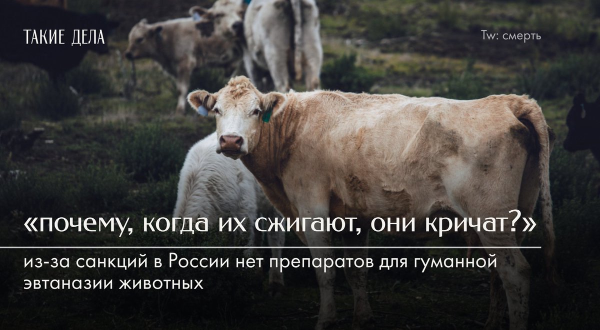 Такие Дела tweet media