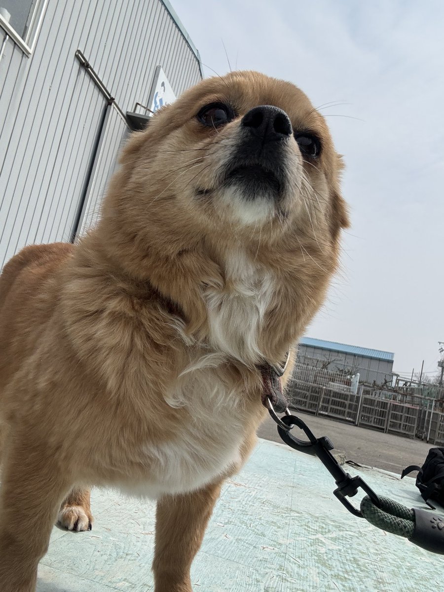 부산동물보호센터 봉사자😎 tweet media