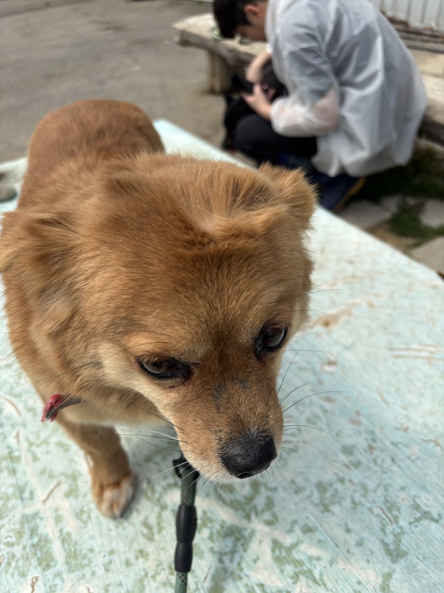 부산동물보호센터 봉사자😎 tweet media