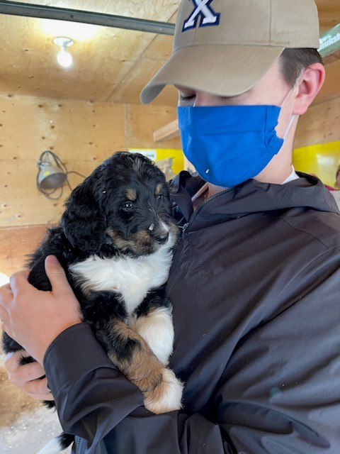 DarMyers's tweet photo. National Puppy Day... Loving the pics , Maggie and Lexi as puppies and today https://t.co/wHEWVy3JSV