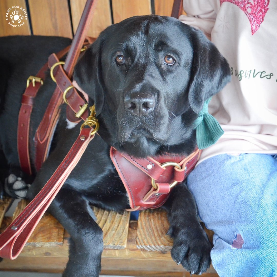 4 Paws For Ability tweet media