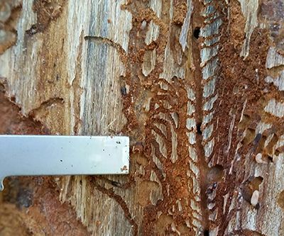 Calhoun Co. Journal tweet media