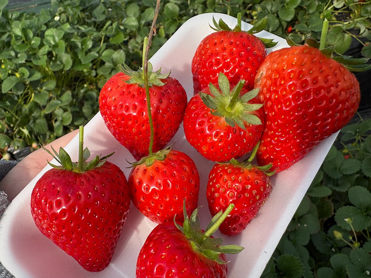 新垢 : 🇭🇳あーるです。 tweet media