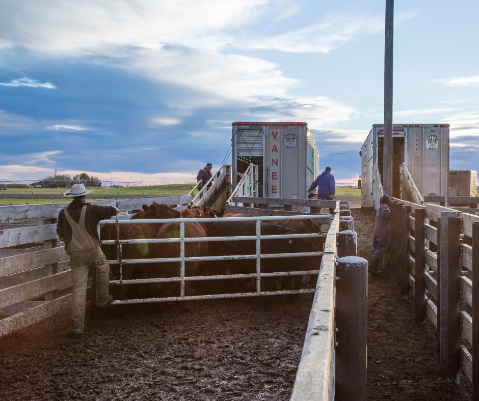 VBP+ Canada tweet media