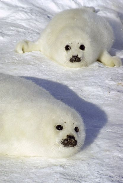 Herbuurna 🦭🇵🇷 tweet media