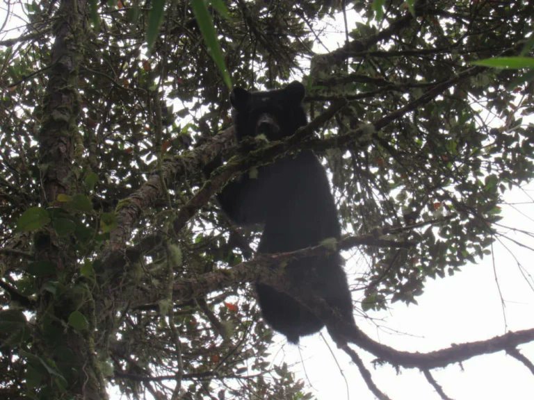 Colombia Belleza Pura tweet media