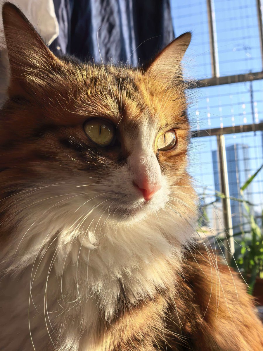 /•᷅‎‎•᷄\୭⋆°✩ ๋࣭ tweet media