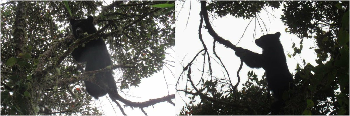 Colombia Belleza Pura tweet media