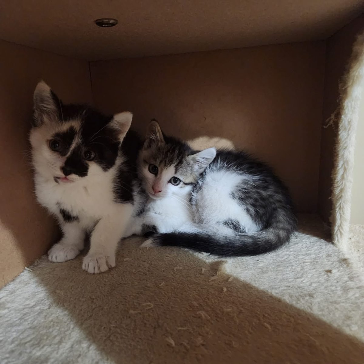 Loudoun Community Cat Coalition tweet media