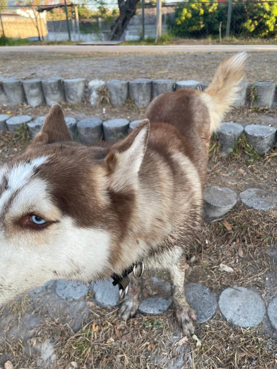 Lyss 🇸🇻 tweet media