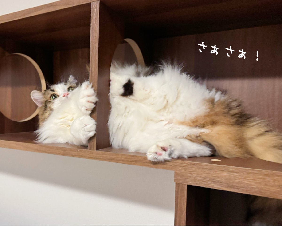 きなこ@なぽれおん tweet media