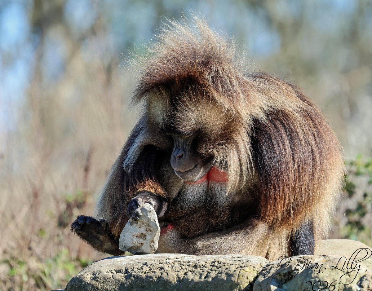 Brian Lilly tweet media