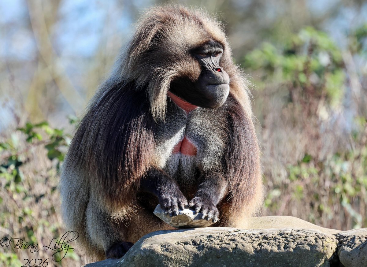 Brian Lilly tweet media