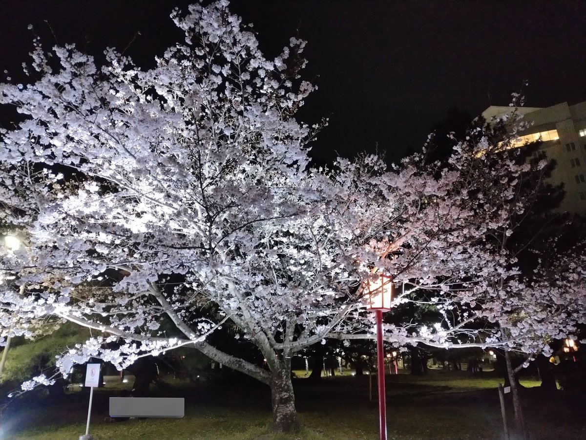 明海咲月 tweet media