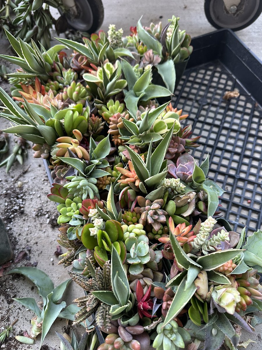 marina 🌸 tweet media