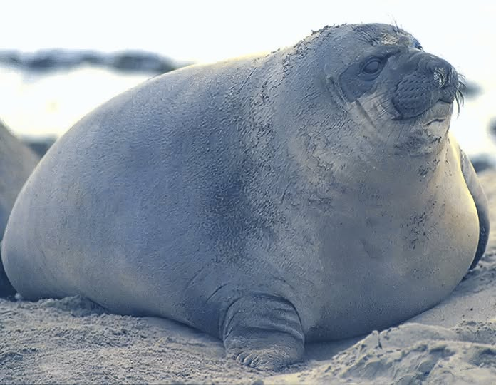 Herbuurna 🦭🇵🇷 tweet media