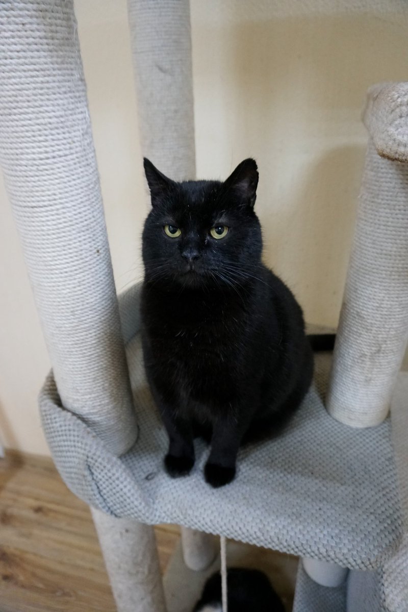 Міністерство котячих справ tweet media